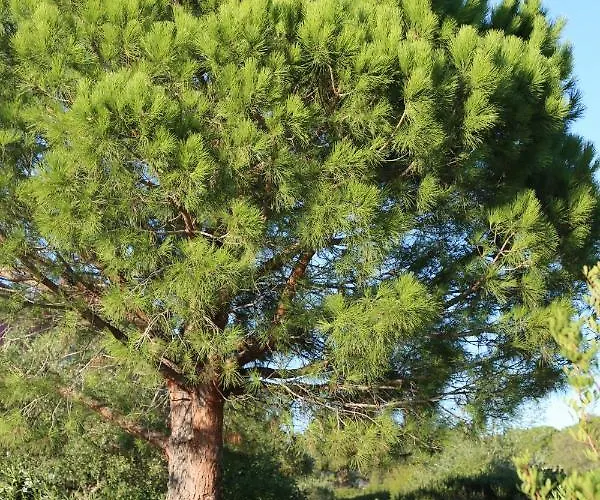 Casa Mia Lägenhetshotell Porto-Vecchio (Corsica)